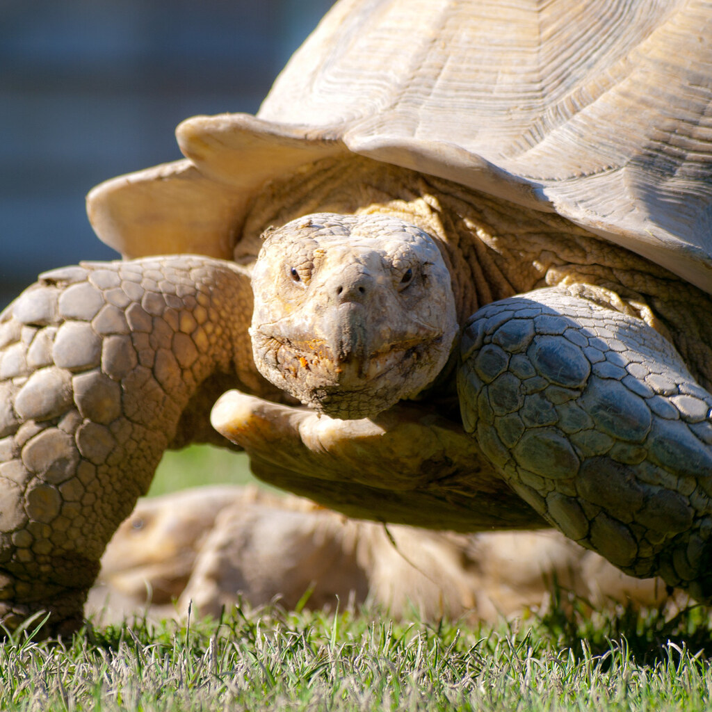 Photo of a tortoise