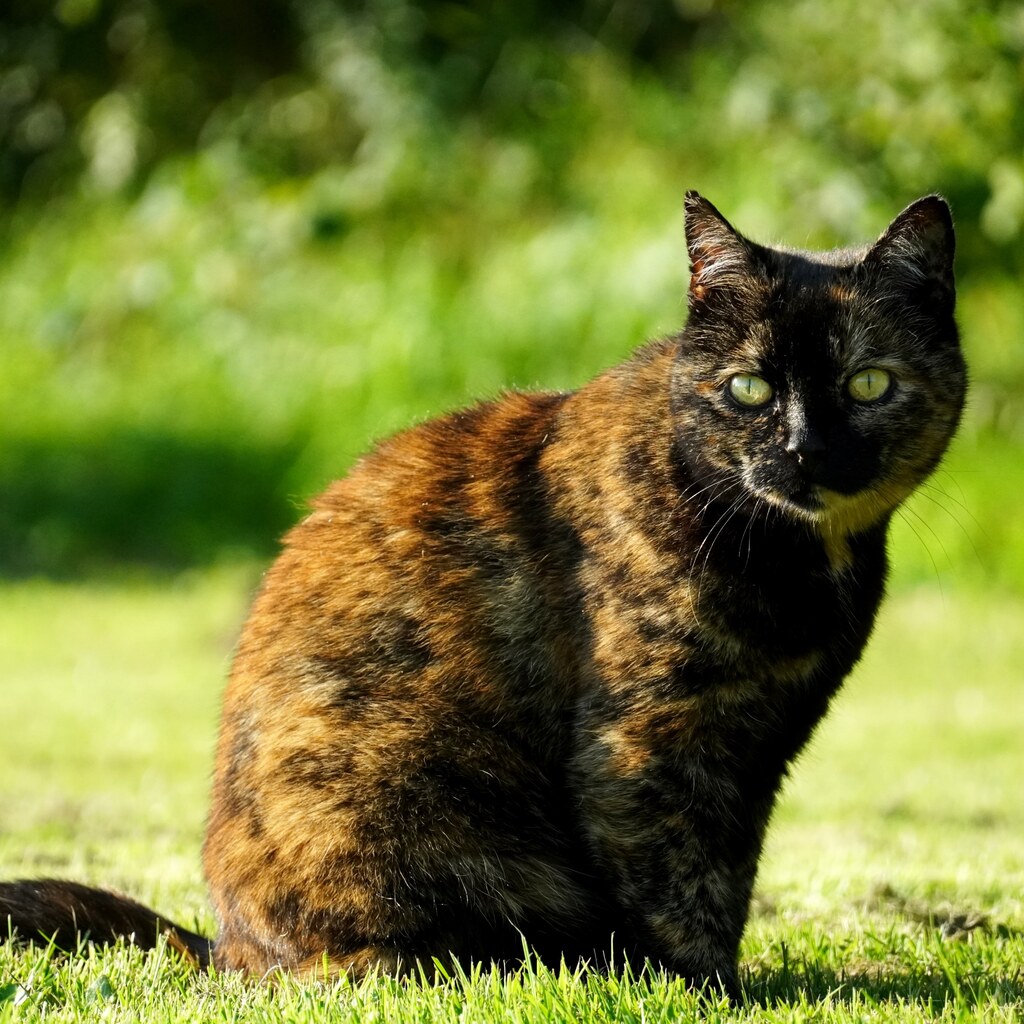 Photo of a tortoiseshell cat