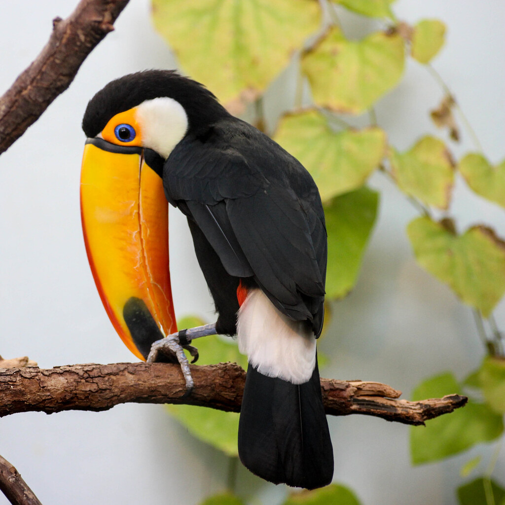 Photo of a toucan