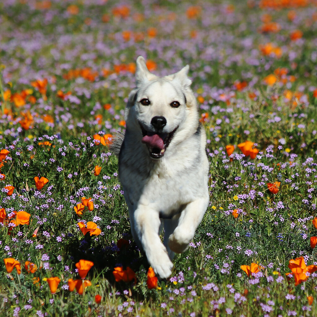 Photo of a dog coming toward the camera