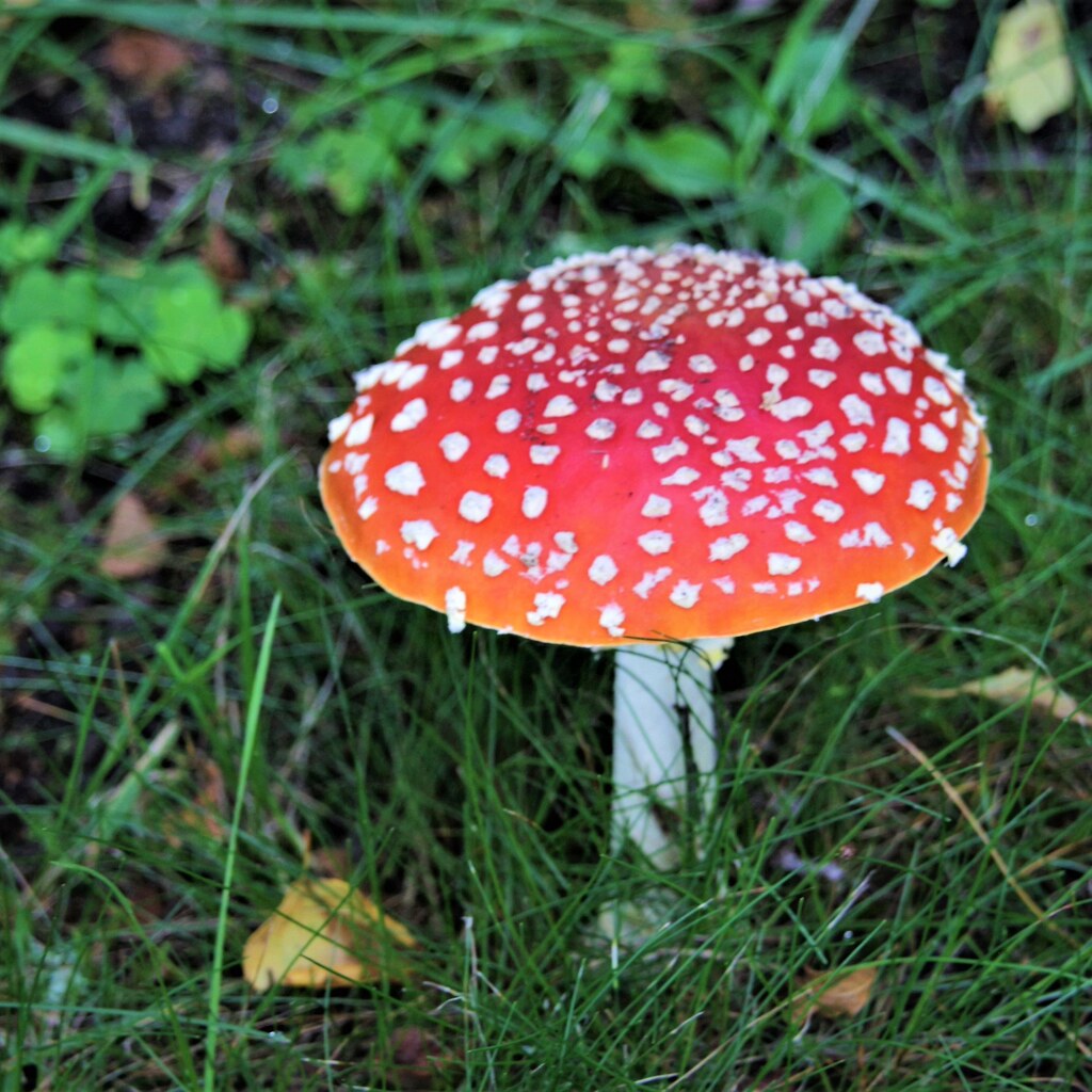 Photo of a toxic mushroom