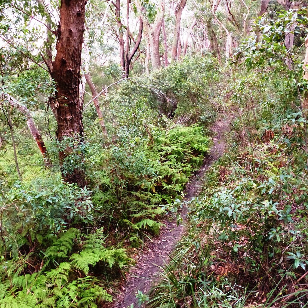 Photo of a track through scrub