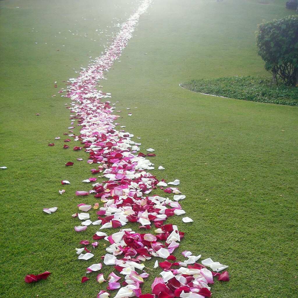 Photo of a trail of rose petals