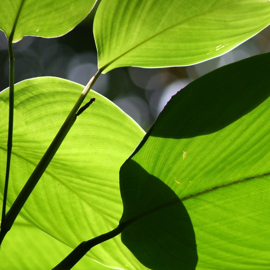 Photo of some translucent leaves