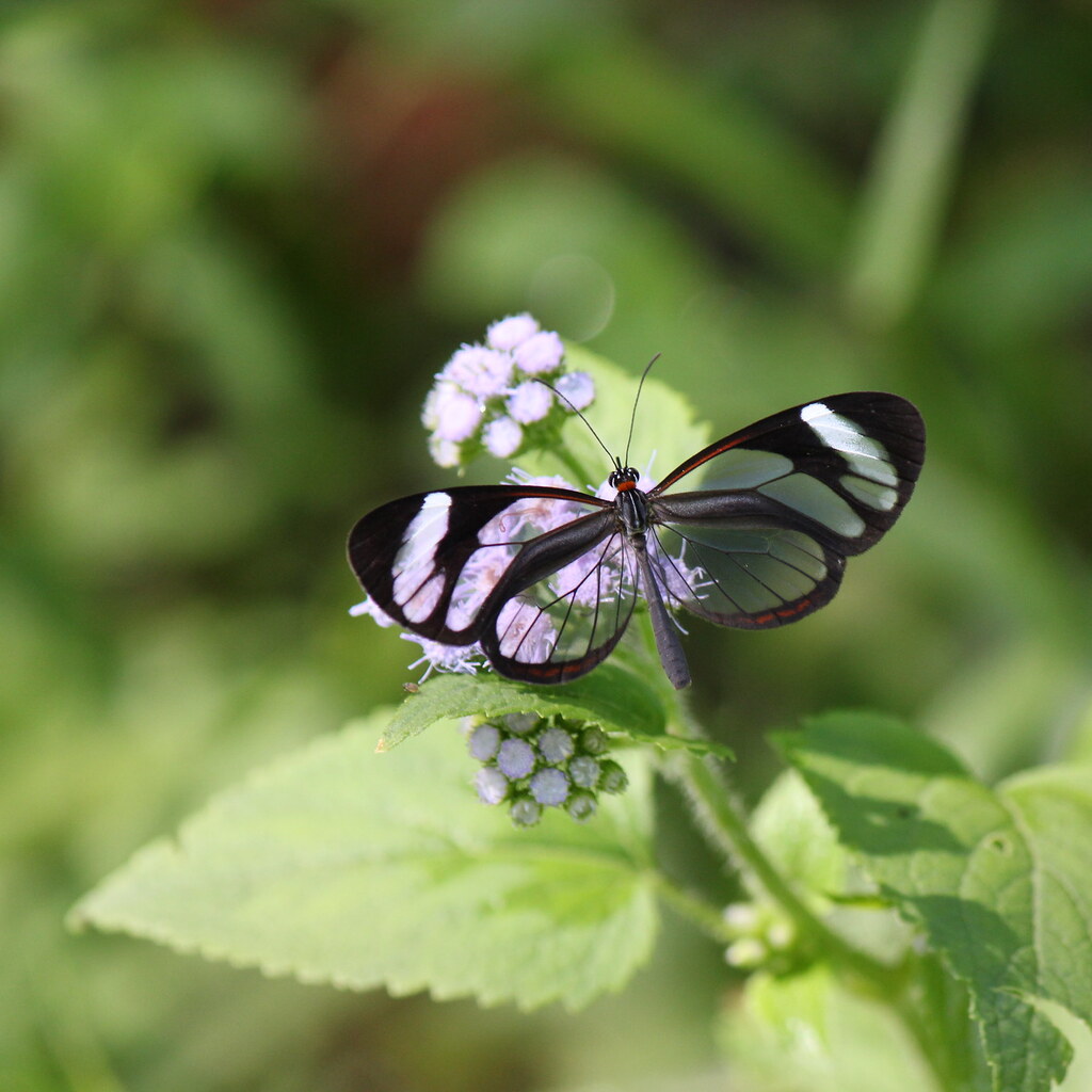 Photo of a butterfly with transparent wings