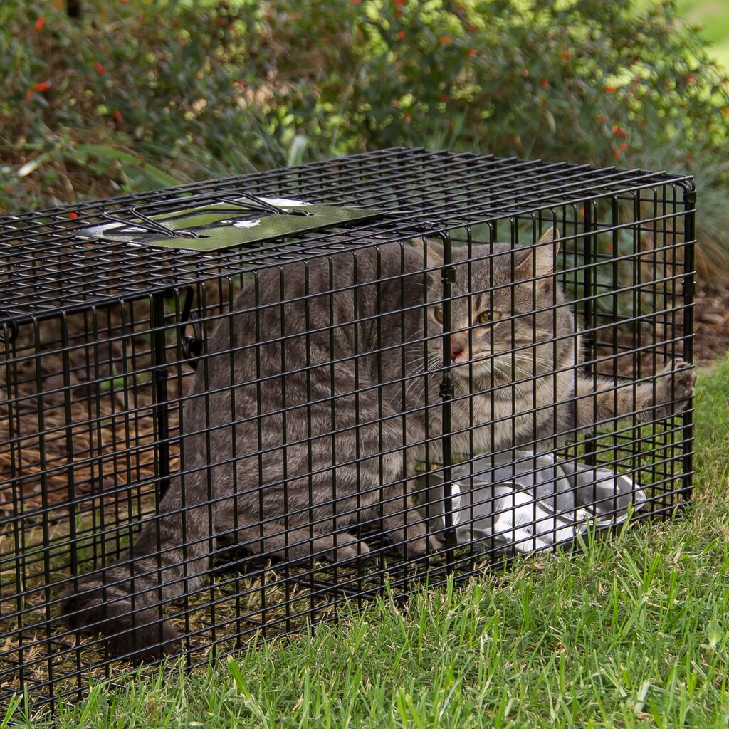 Photo of a trapped cat