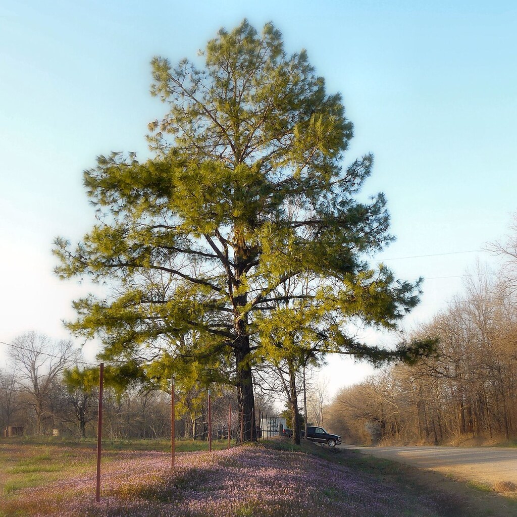 Photo of a tree