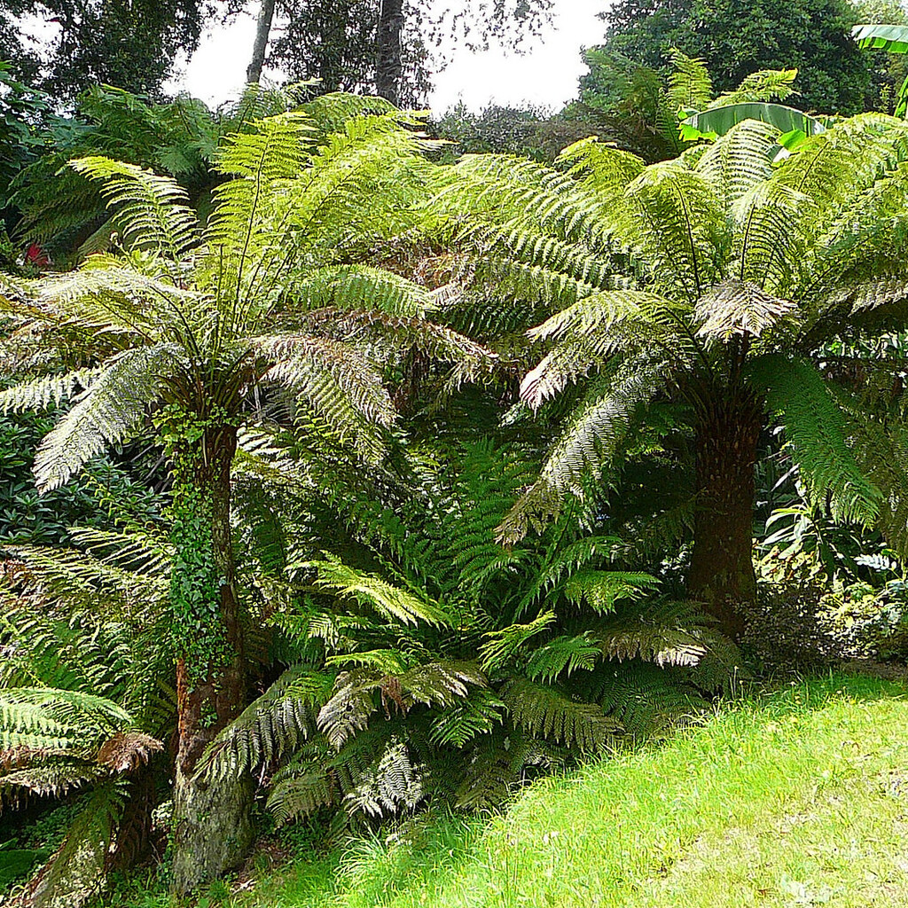 Photo of tree ferns.