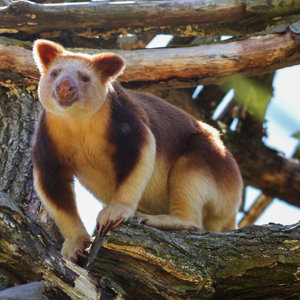 Photo of a tree kangaroo