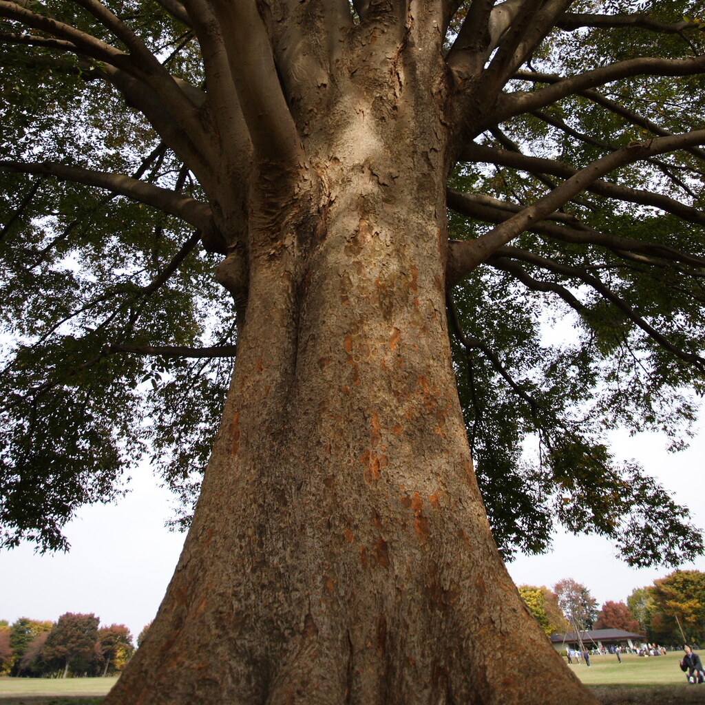 Photo of the trunk of a tree
