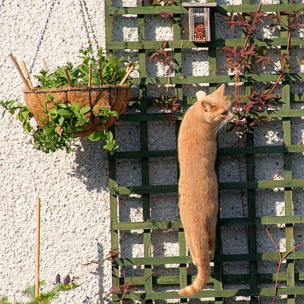 Photo of a cat climbing a trellis