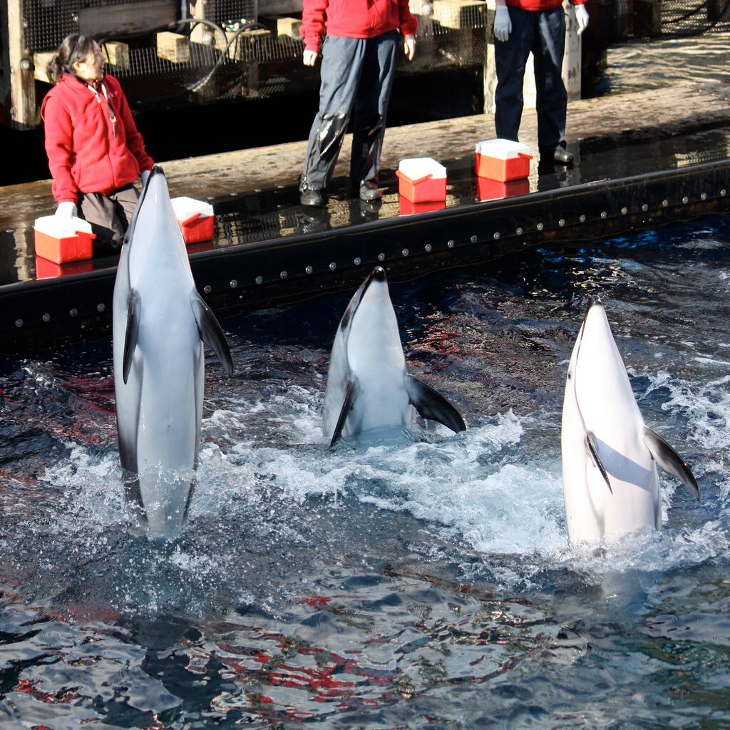 Photo of dolphins doing tricks