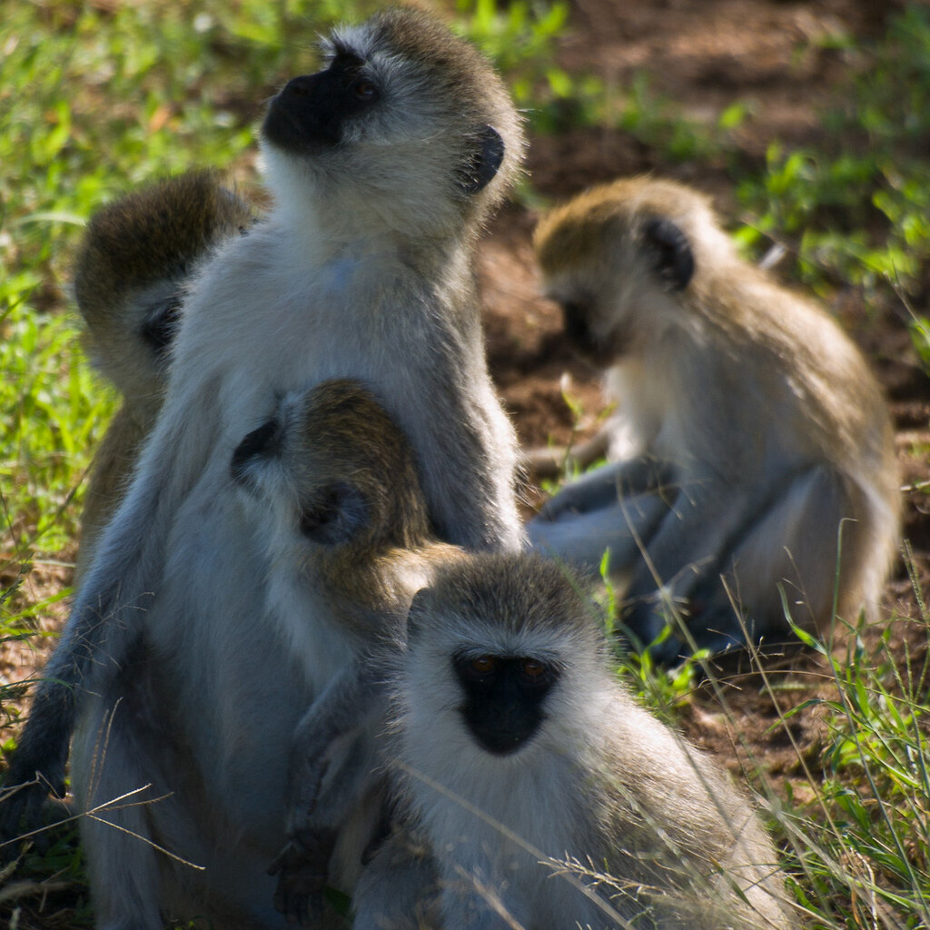 Photo of a group of monkeys