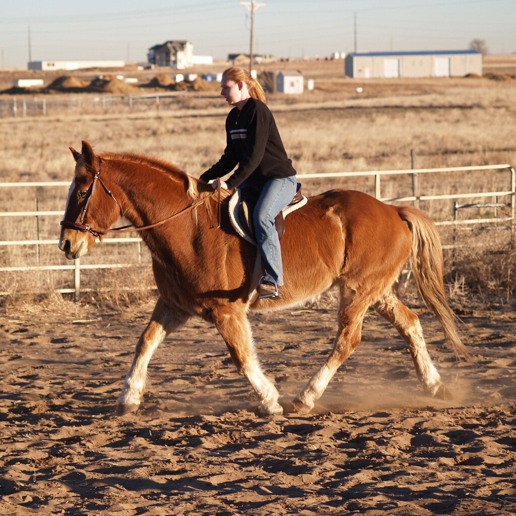 Photo of a horse trotting