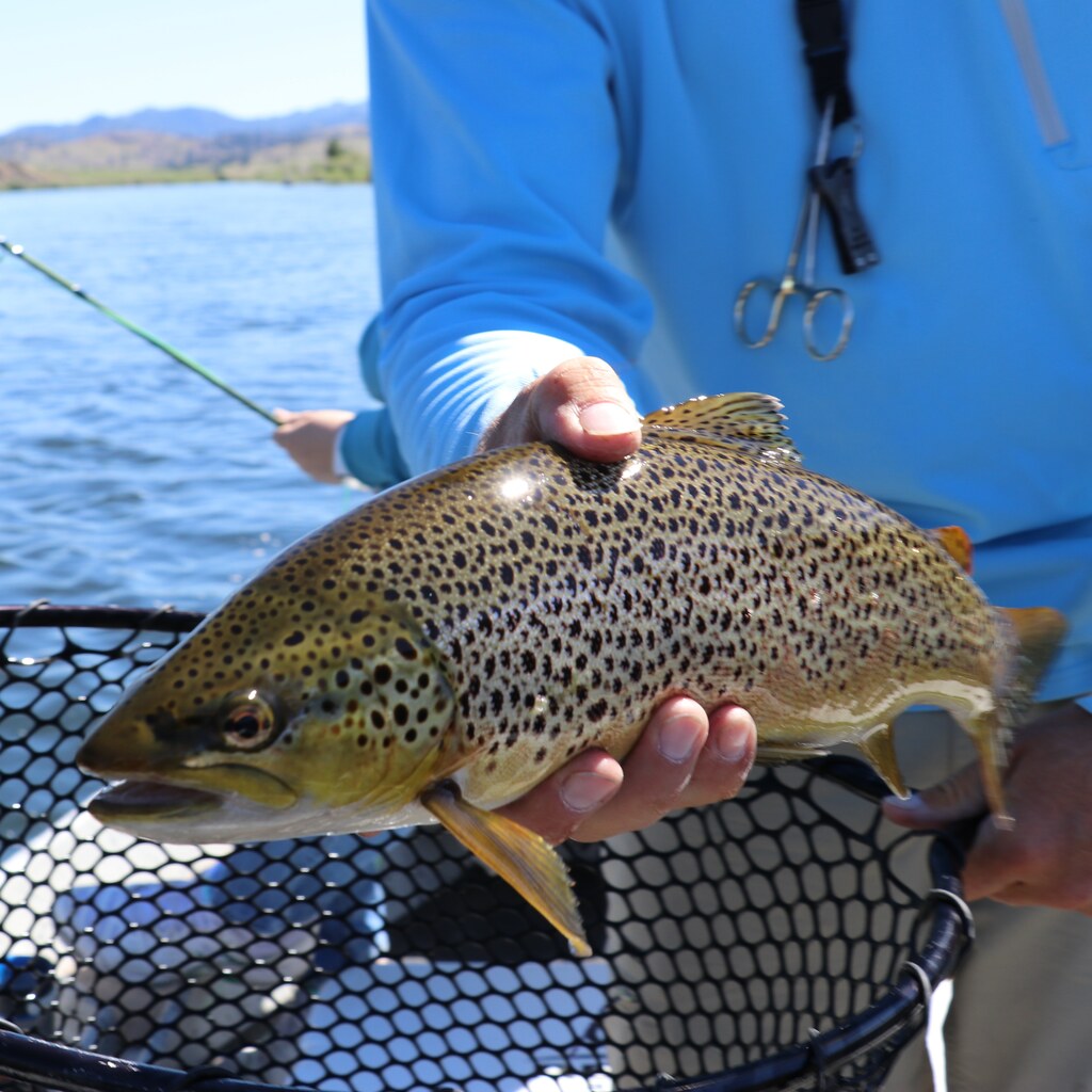 Photo of a trout