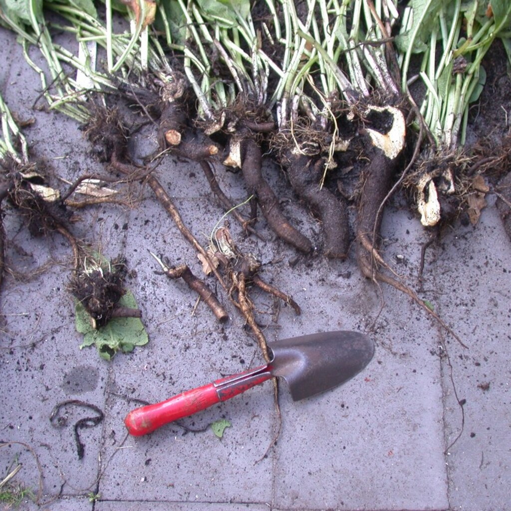 Photo of a gardening trowel