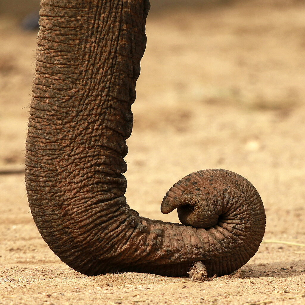 Photo of an elephant's trunk