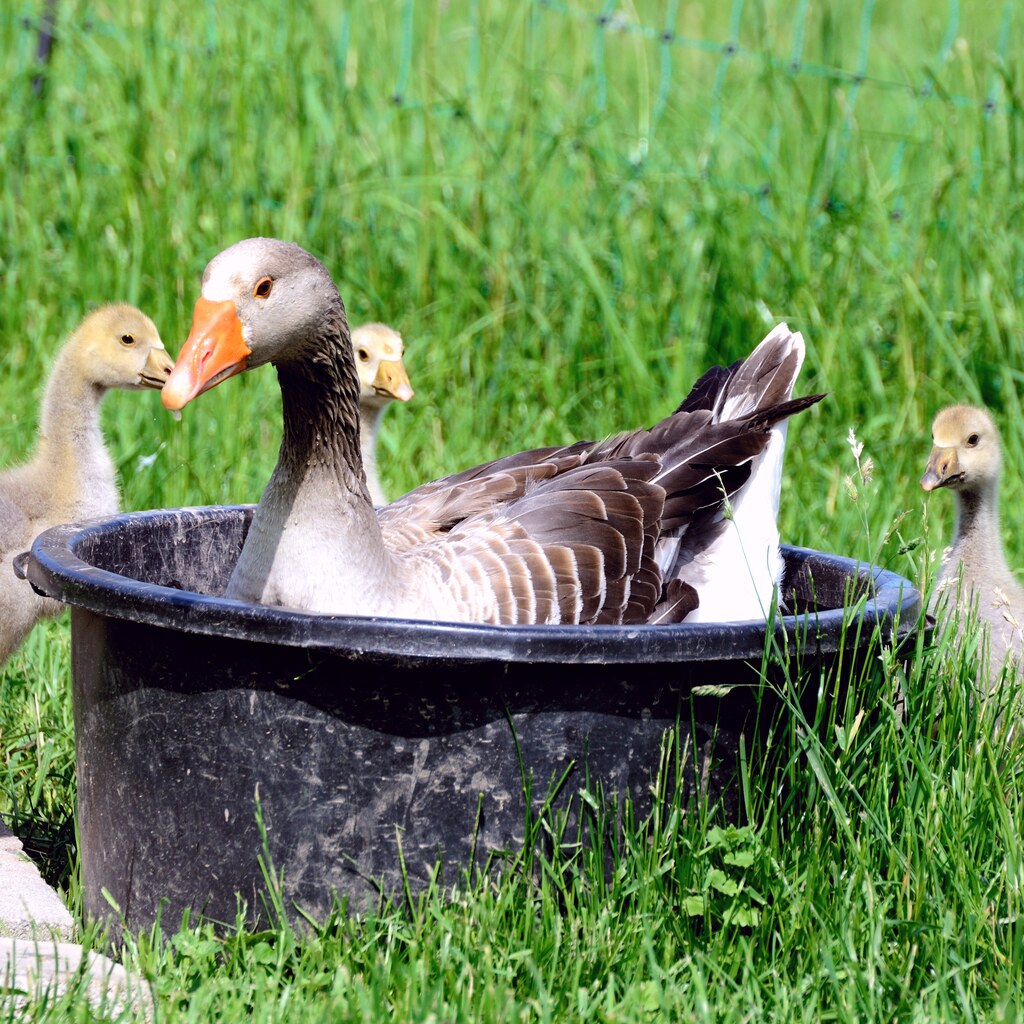 Photo of a tub