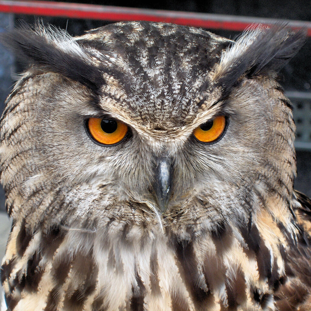 Photo of an owl with tufted ears