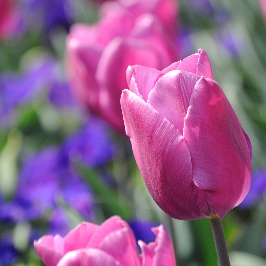 Photo of tulips