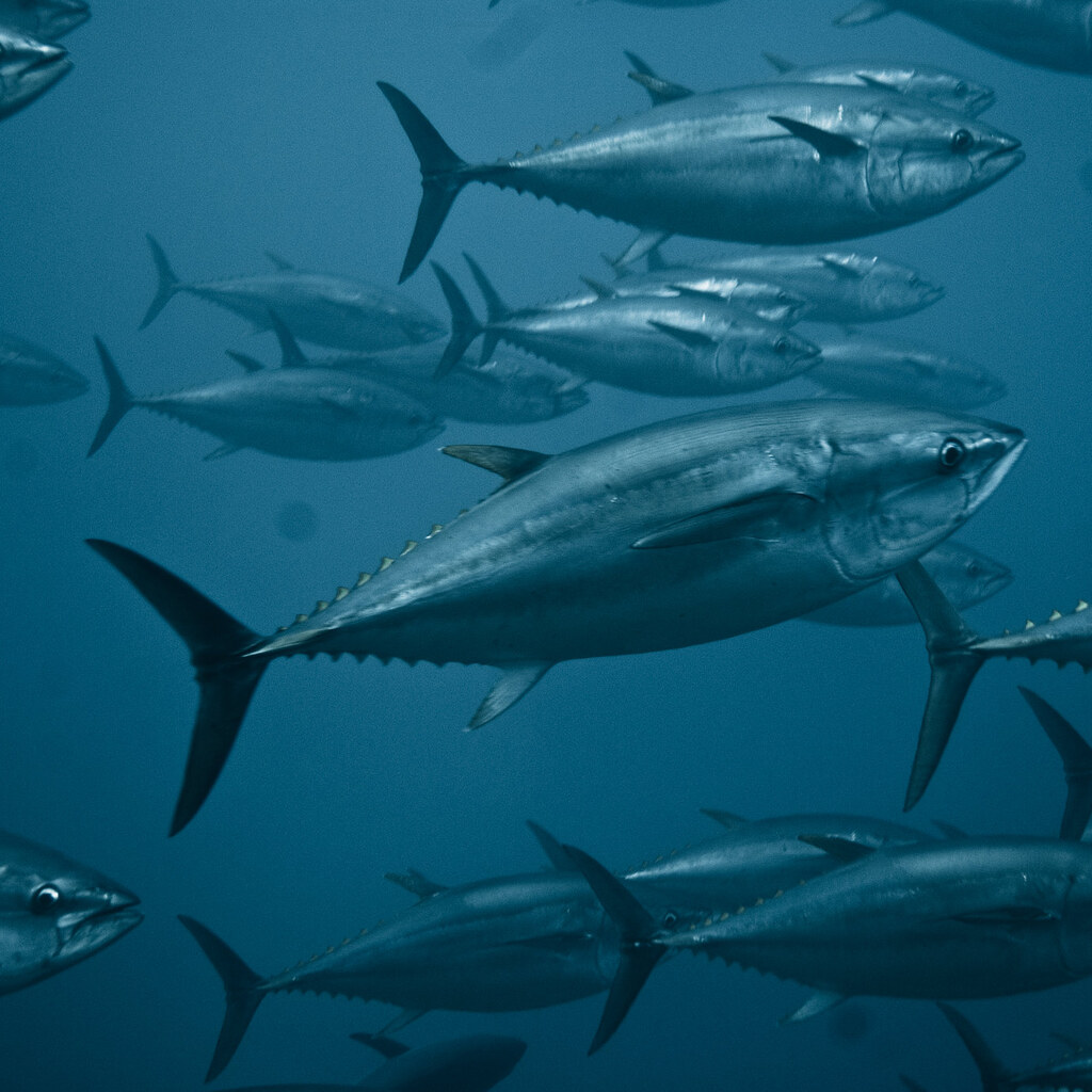 Photo of tuna fish
