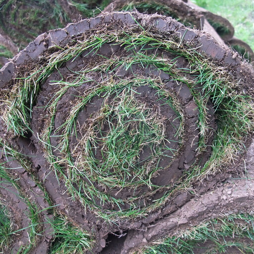 Photo of turf