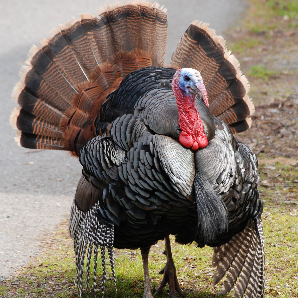 Photo of a turkey.