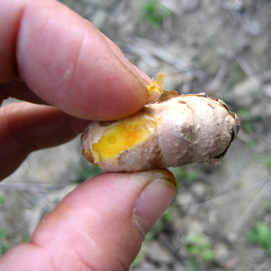 Photo of turmeric root