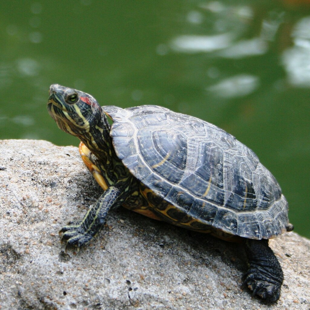 Photo of a turtle on a rock.
