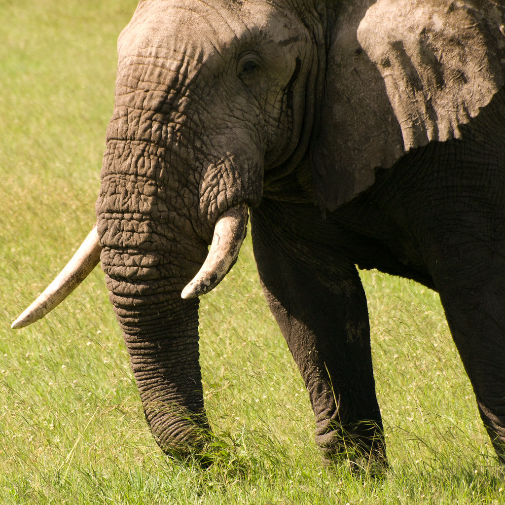 Photo of elephant tusks