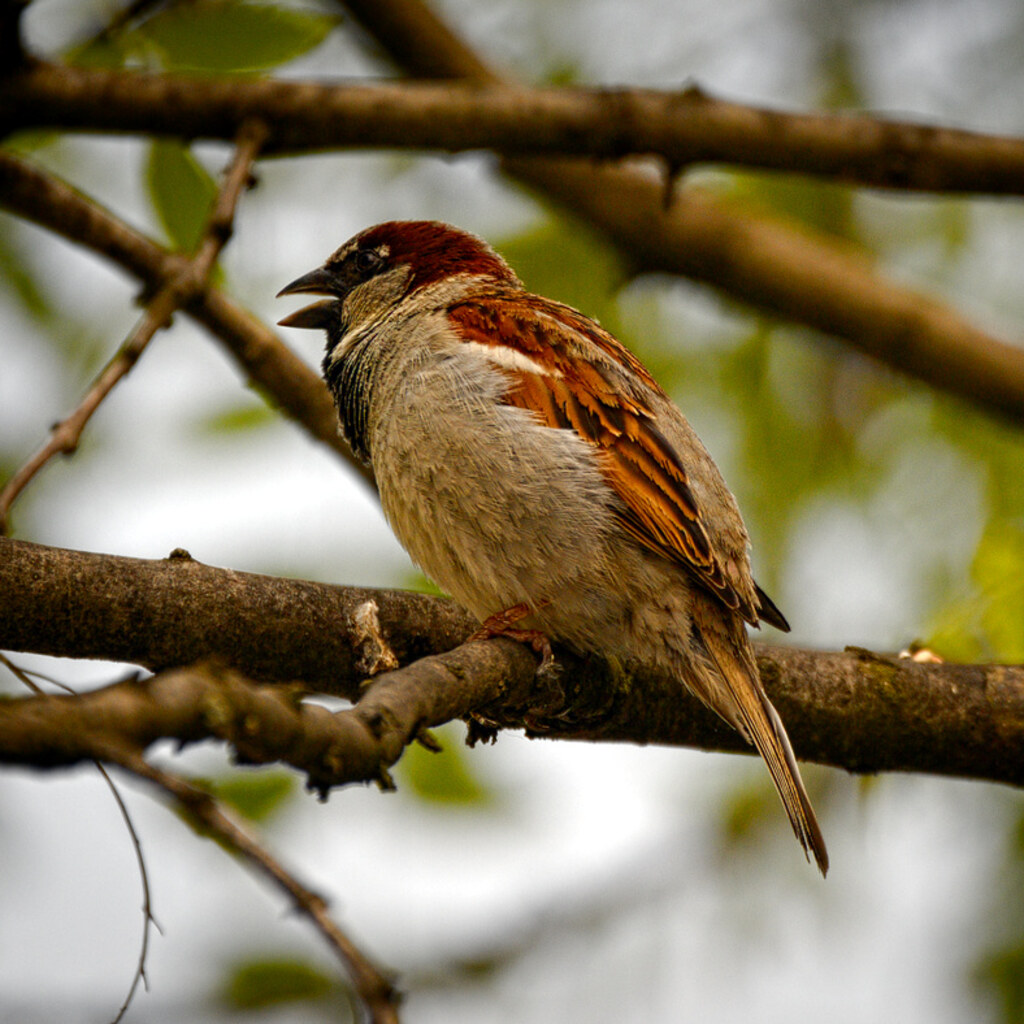 Photo of a bird tweeting.