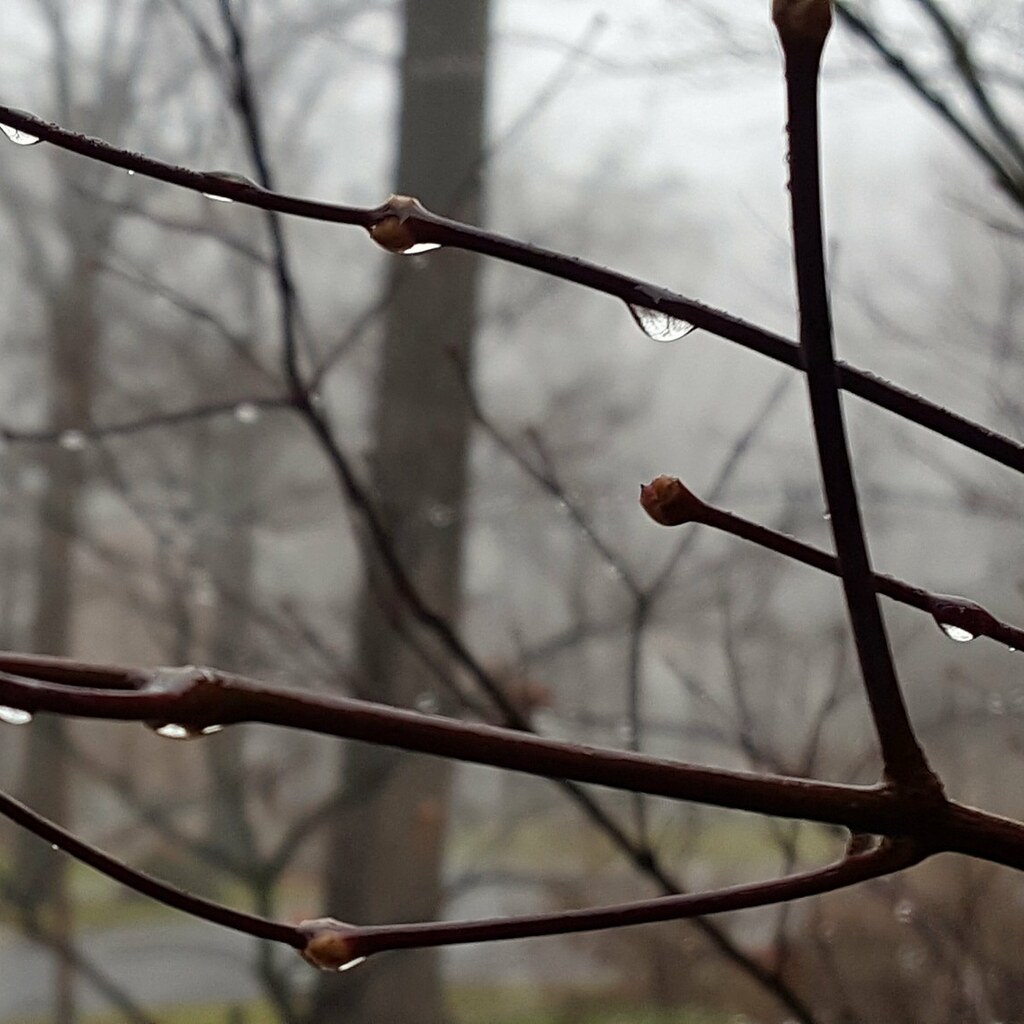 Photo of a twig.
