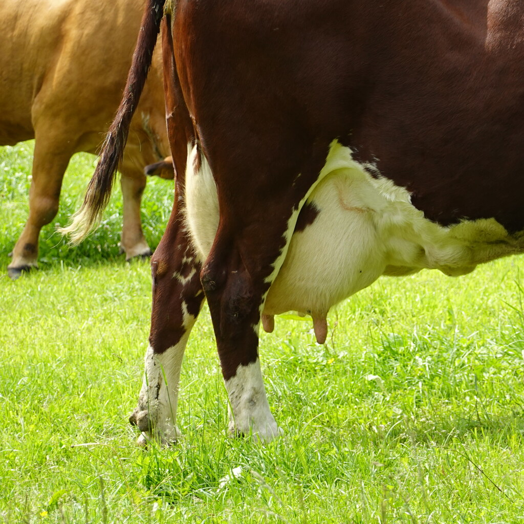 Photo of an udder