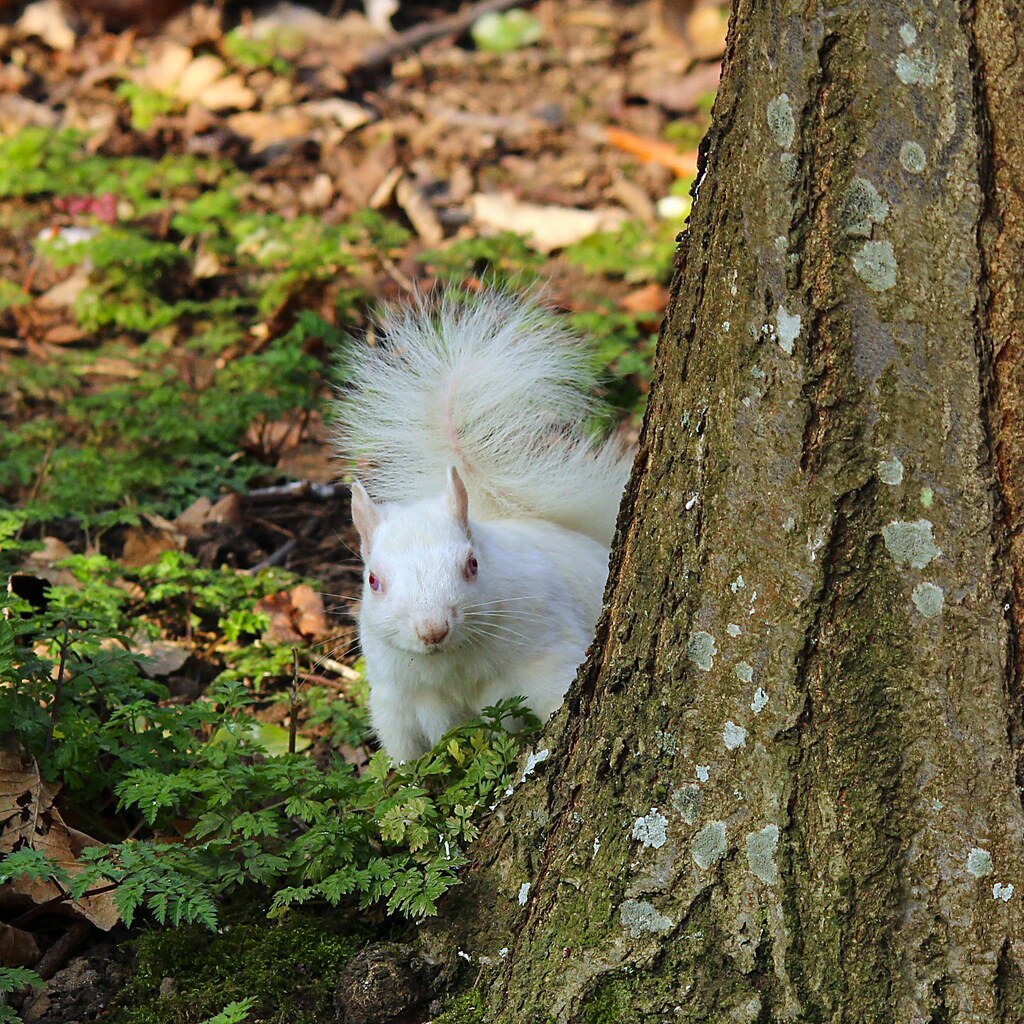 Photo of an albino squirrel