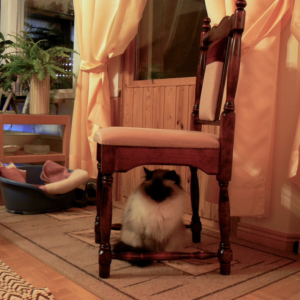 Photo of a cat under a chair