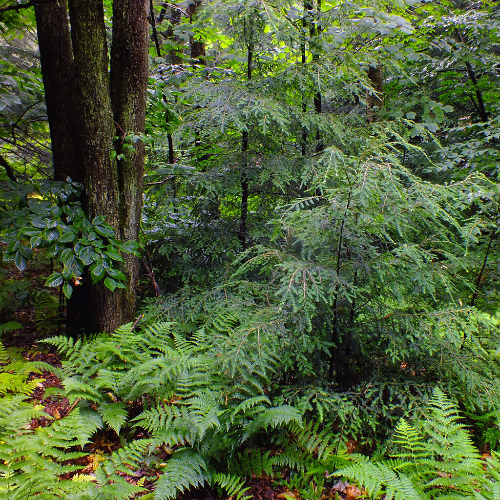 Photo of undergrowth