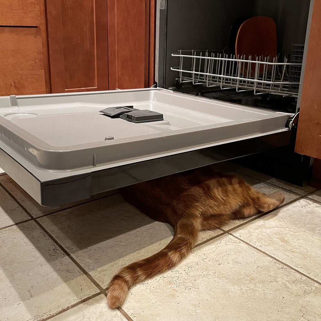 Photo of a cat under a dishwasher