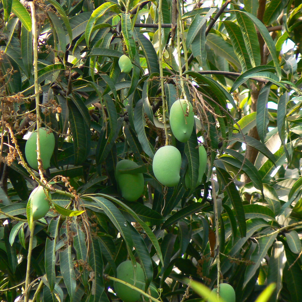 Photo of underripe mangos