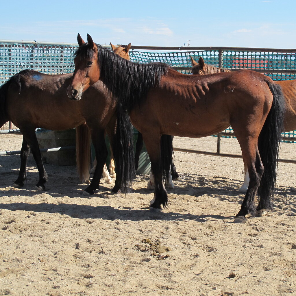 Photo of underweight horses