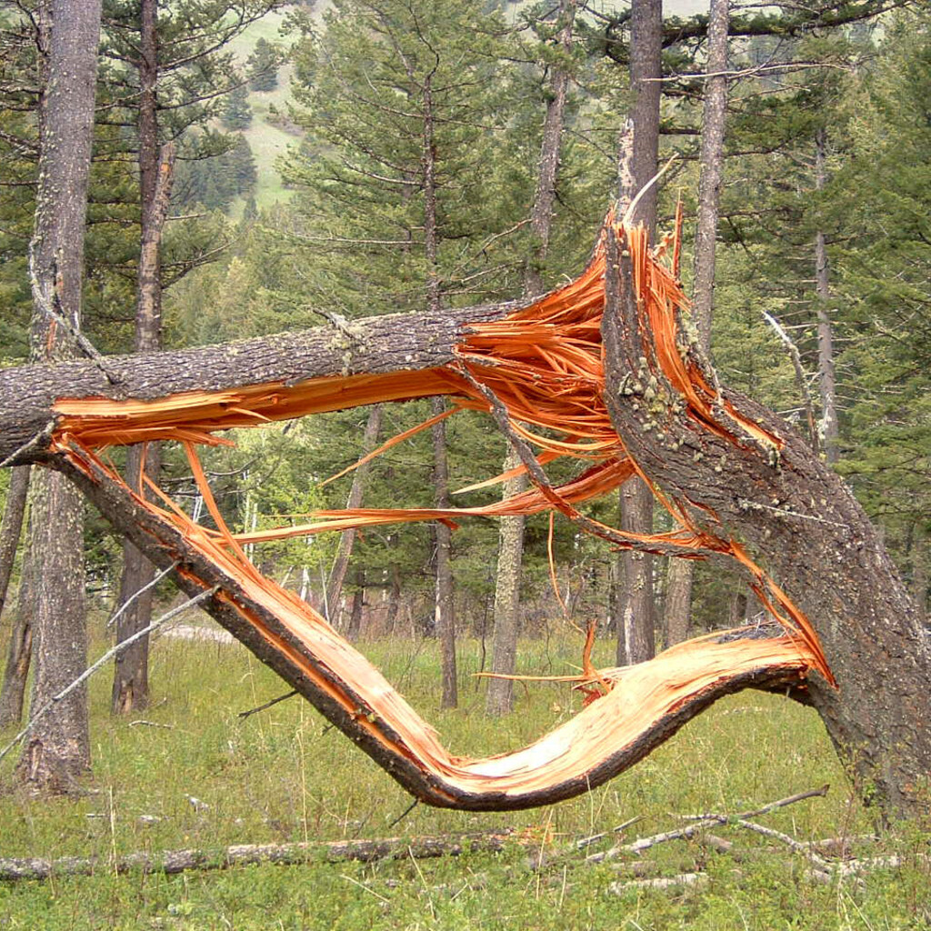 Photo of an unusually split tree