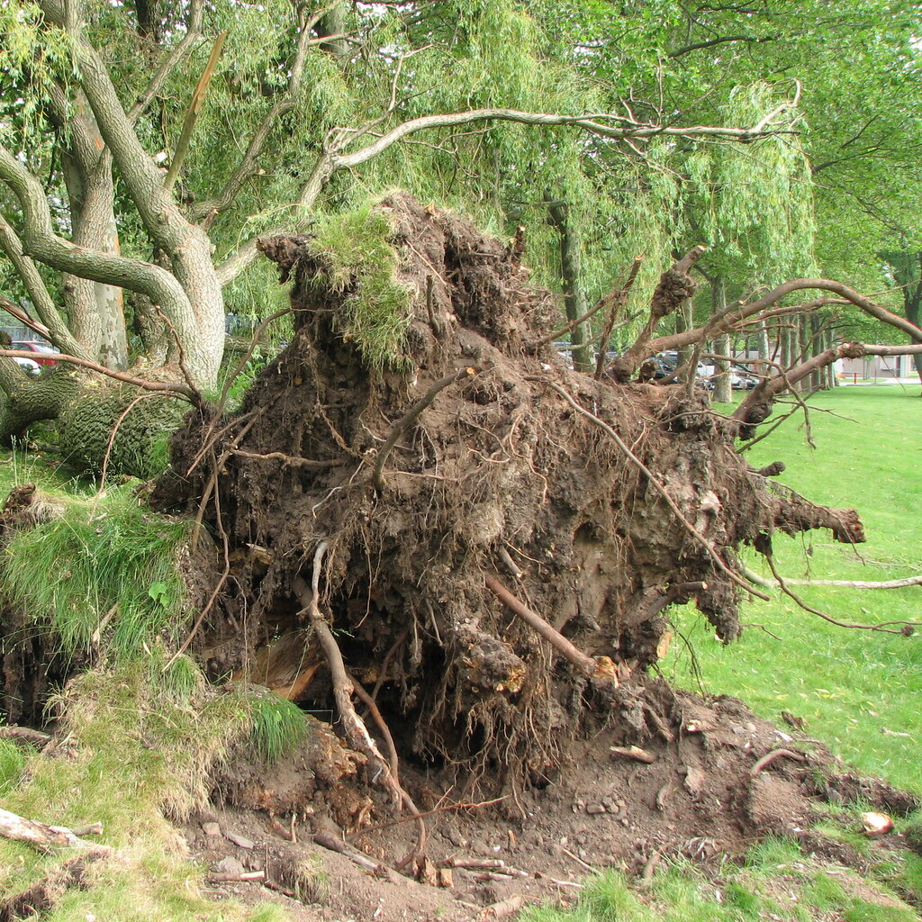Photo of an uprooted tree
