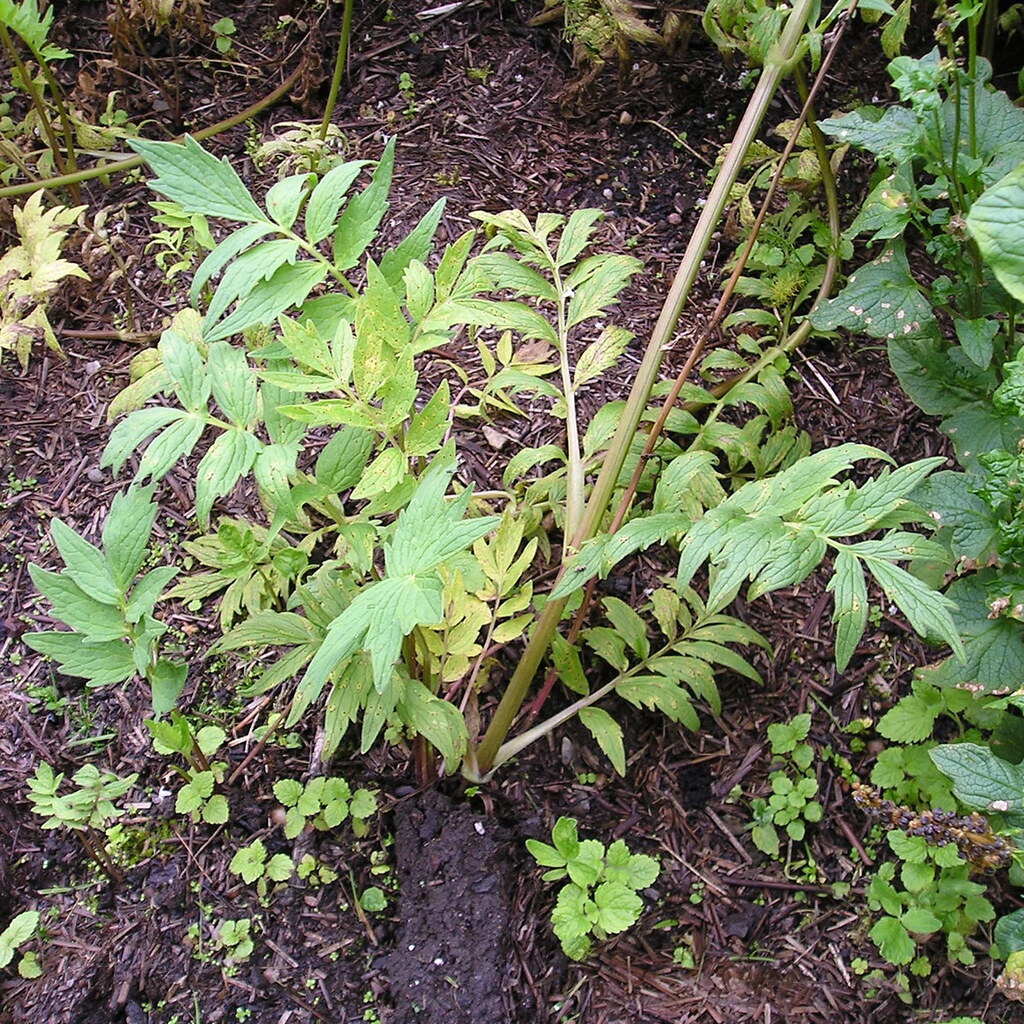 Photo of a valerian plant
