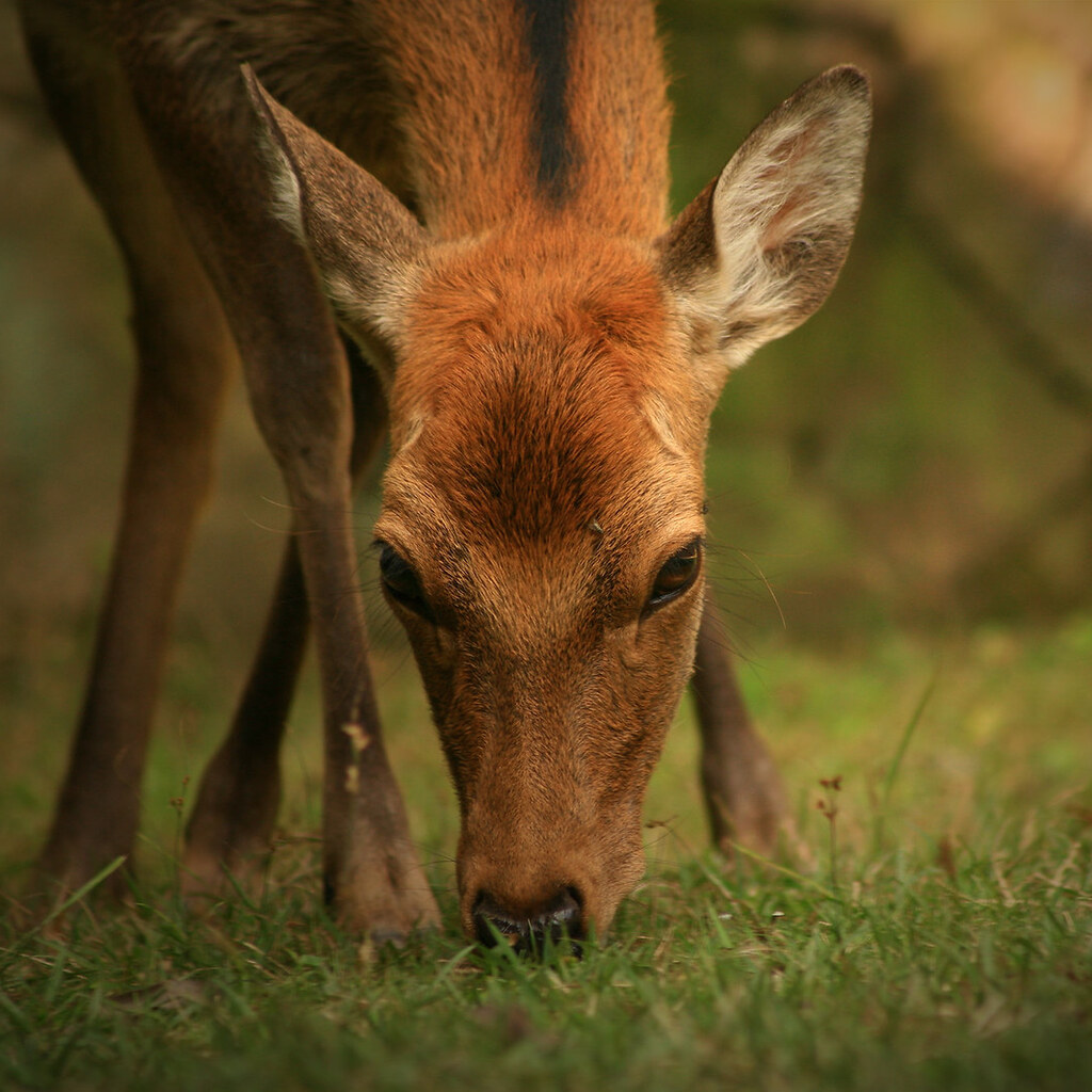 Photo of a deer eating grass
