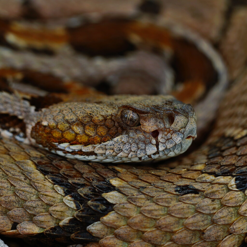 Venomous snake.