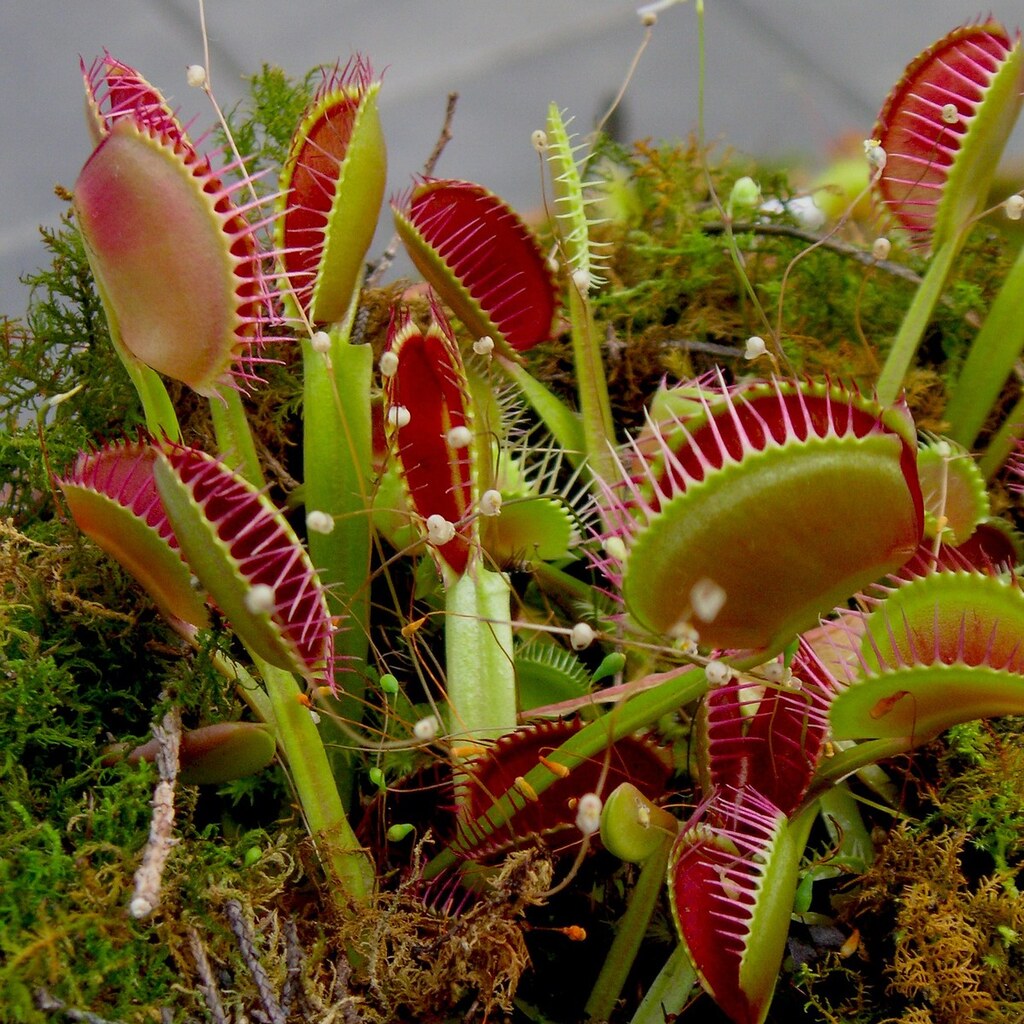 Photo of a venus fly trap