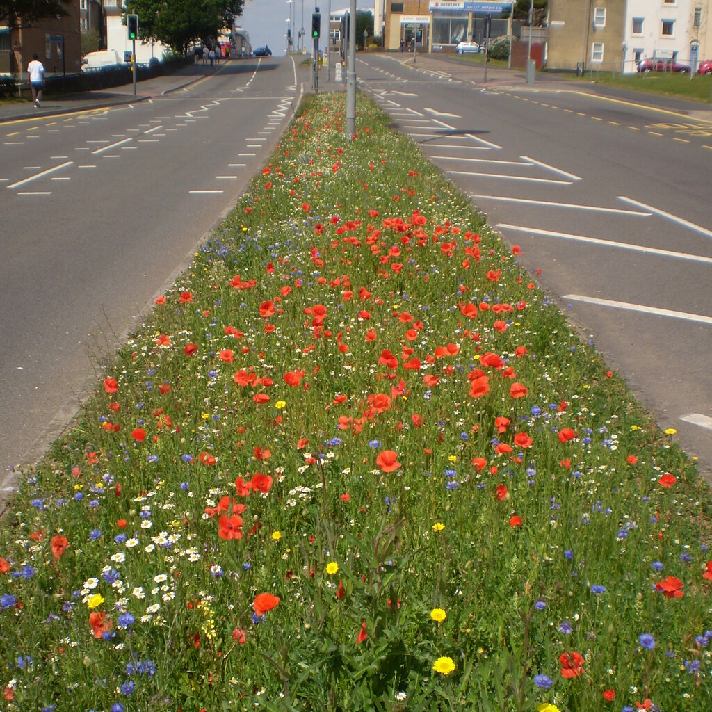 Photo of a road verge