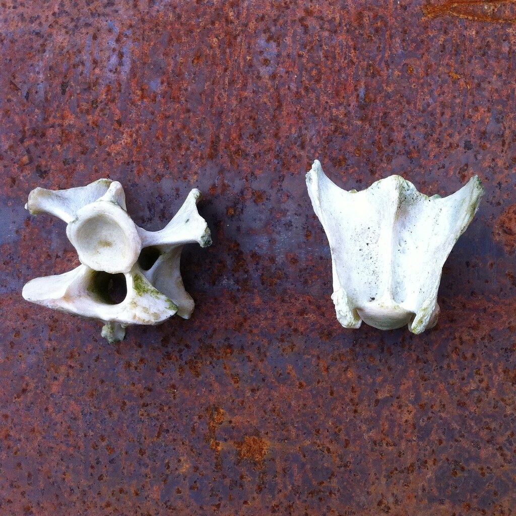 Photo of two vertebra