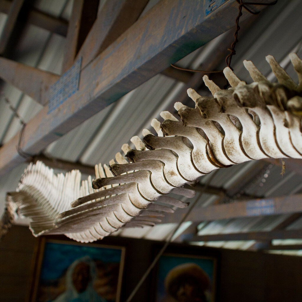 Photo of vertebrae