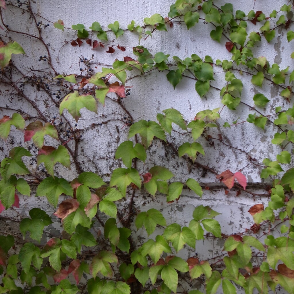 Photo of a climbing vine