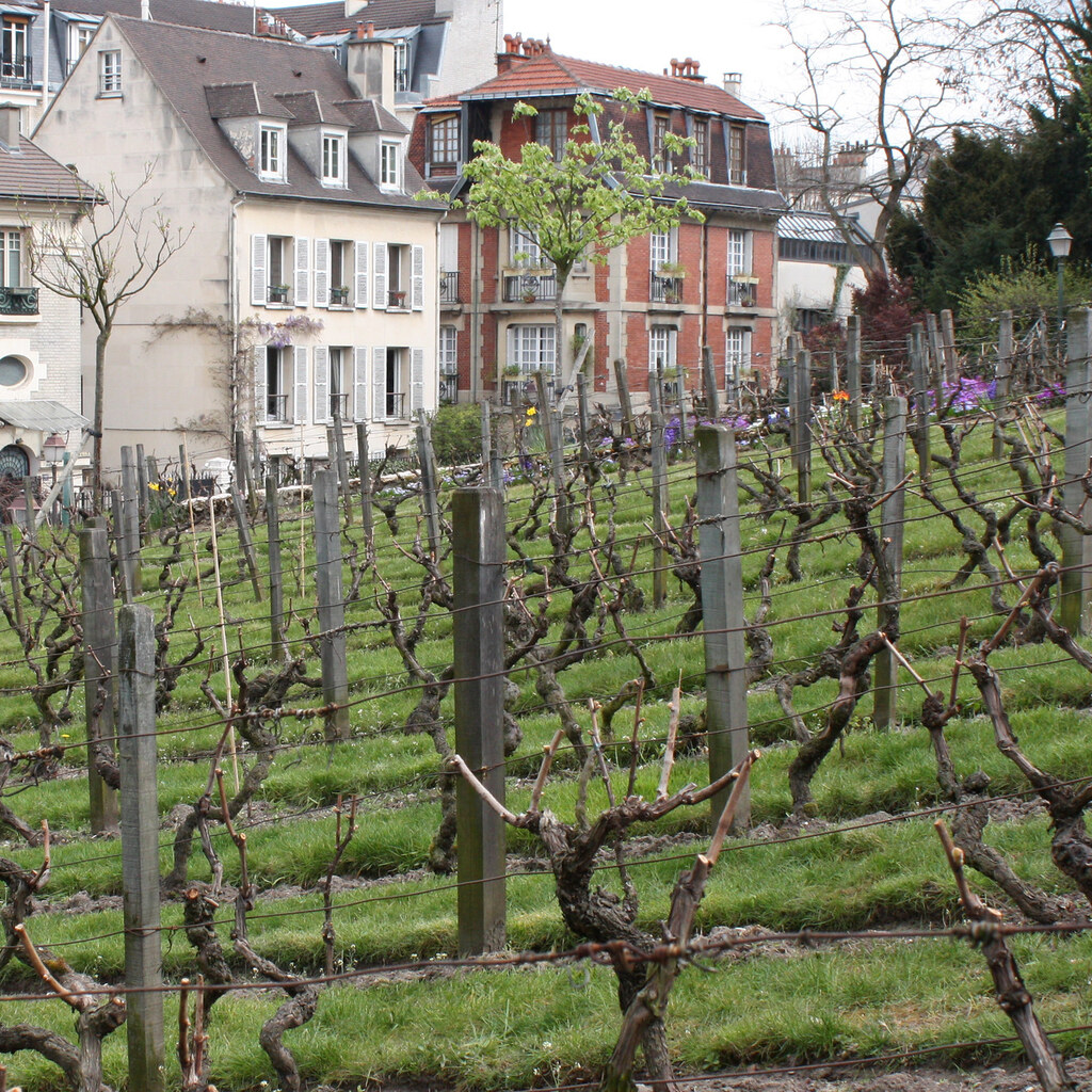 Photo of a vinyard